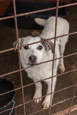 🐾 Fritzi sucht sein Für-immer-Zuhause 🐾, Mischling Welpen - Rüde