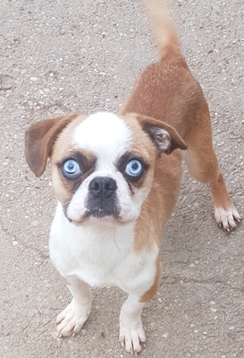 Frnzösische Bulldogge / Mops - Rüde