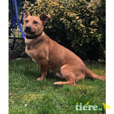 Frodo, Dackelmix - Rüde