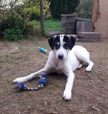 Frodo, Herdenschutzhund-Mx - Rüde