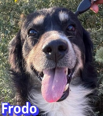 Frodo