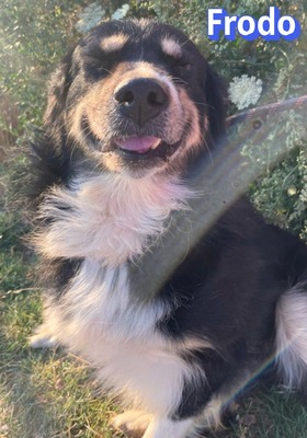 Frodo, Mischling - Rüde