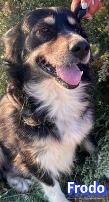 Frodo, Mischling - Rüde