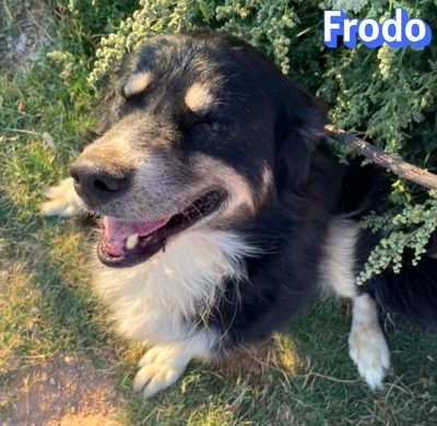 Frodo, Mischling - Rüde