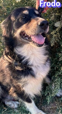 Frodo, Mischling - Rüde