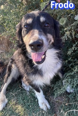 Frodo, Mischling - Rüde