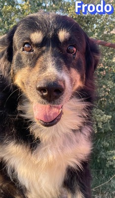 Frodo, Mischling - Rüde