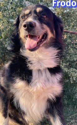 Frodo, Mischling - Rüde