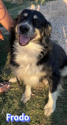 Frodo, Mischling - Rüde