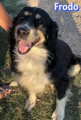 Frodo, Mischling - Rüde