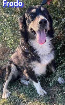 Frodo, Mischling - Rüde