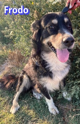 Frodo, Mischling - Rüde