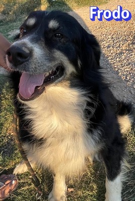 Frodo, Mischling - Rüde