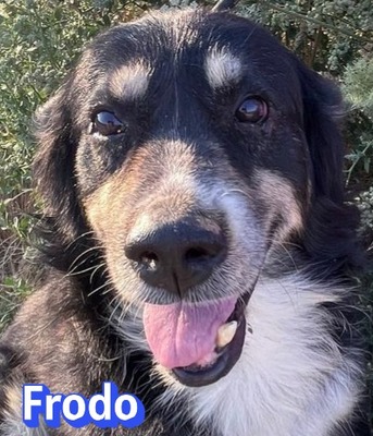 Frodo, Mischling - Rüde
