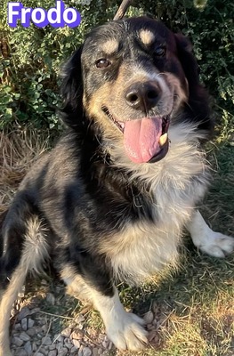 Frodo, Mischling - Rüde