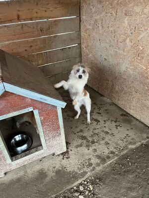 Frodo, geb. 2022, kleiner Terrier-Mischling sucht liebevolles Zuhause, Terrier-Mischling - Rüde