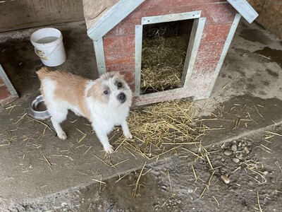 Frodo, geb. 2022, kleiner Terrier-Mischling sucht liebevolles Zuhause, Terrier-Mischling - Rüde