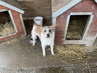 Frodo, geb. 2022, kleiner Terrier-Mischling sucht liebevolles Zuhause, Terrier-Mischling - Rüde