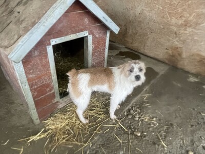 Frodo, geb. 2022, kleiner Terrier-Mischling sucht liebevolles Zuhause, Terrier-Mischling - Rüde