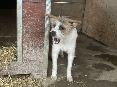 Frodo, geb. 2022, kleiner Terrier-Mischling sucht liebevolles Zuhause, Terrier-Mischling - Rüde