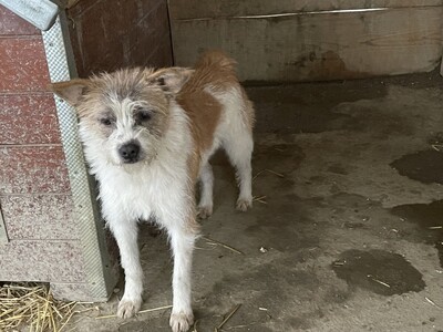 Frodo, geb. 2022, kleiner Terrier-Mischling sucht liebevolles Zuhause, Terrier-Mischling - Rüde