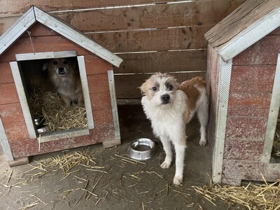 Frodo, geb. 2022, kleiner Terrier-Mischling sucht liebevolles Zuhause, Terrier-Mischling - Rüde