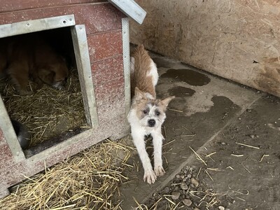 Frodo, geb. 2022, kleiner Terrier-Mischling sucht liebevolles Zuhause, Terrier-Mischling - Rüde