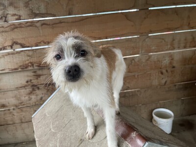 Frodo, geb. 2022, kleiner Terrier-Mischling sucht liebevolles Zuhause, Terrier-Mischling - Rüde