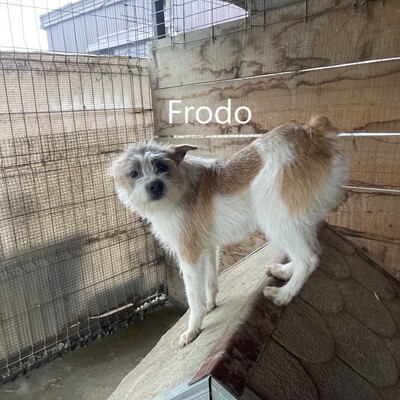 Frodo, geb. 2022, kleiner Terrier-Mischling sucht liebevolles Zuhause, Terrier-Mischling - Rüde