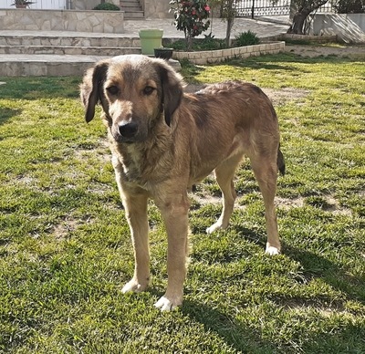 Froso, unbekannt - Hündin