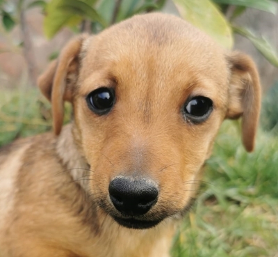 Frozi süße Hündin sucht ihre Familie, Dackel-Mischling Welpen - Hündin