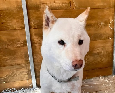 Fubuki, Shiba-Inu - Rüde