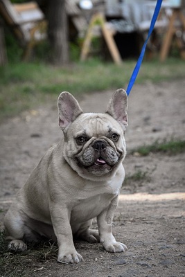 Füge, FRANZÖSISCHE BULLDOGGE - Hündin