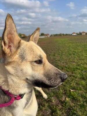 Füli, Mischling - Hündin