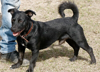 Füli - Schlaues Kerlchen, ca. 1 Jahr/40cm/10kg, Mischling - Rüde