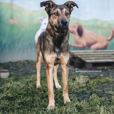 🌺Für Dama suchen wir aktive Menschen, die sie sowohl körperlich als auch vom Kopf her beschäftigen 🌺, Mischling - Hündin