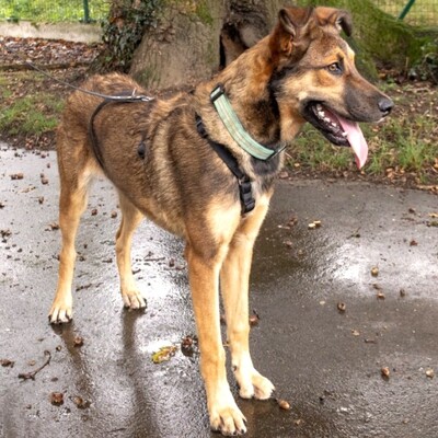 🌺Für Dama suchen wir aktive Menschen, die sie sowohl körperlich als auch vom Kopf her beschäftigen 🌺, Mischling - Hündin