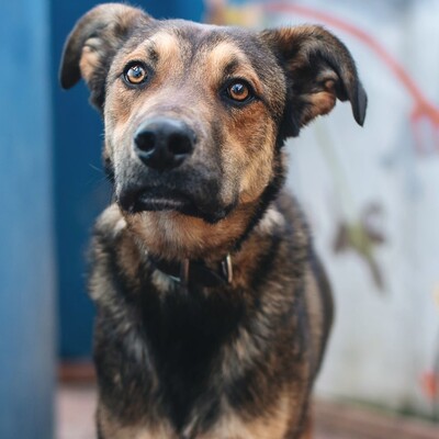 🌺Für Dama suchen wir aktive Menschen, die sie sowohl körperlich als auch vom Kopf her beschäftigen 🌺, Mischling - Hündin