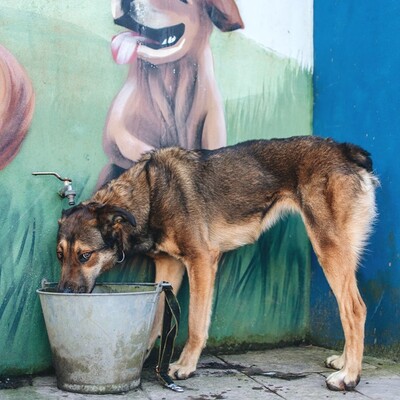 🌺Für Dama suchen wir aktive Menschen, die sie sowohl körperlich als auch vom Kopf her beschäftigen 🌺, Mischling - Hündin