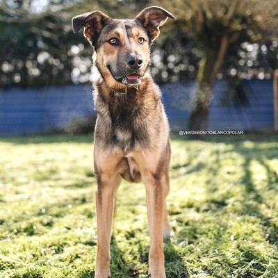 🌺Für Dama suchen wir aktive Menschen, die sie sowohl körperlich als auch vom Kopf her beschäftigen 🌺, Mischling - Hündin