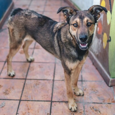 🌺Für Dama suchen wir aktive Menschen, die sie sowohl körperlich als auch vom Kopf her beschäftigen 🌺, Mischling - Hündin