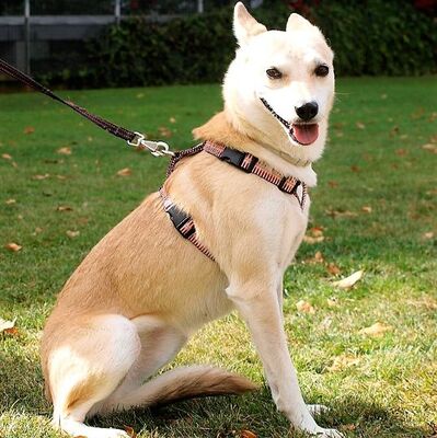 Für diese wunderschöne Hündin suchen wir Menschen mit Einfühlungsvermögen die Rita Sicherheit geben, - Hündin