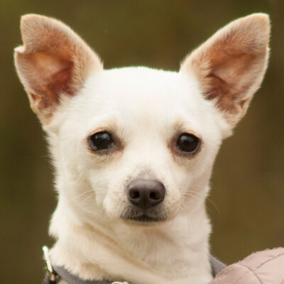 Füri, Chihuahua-Mix - Rüde