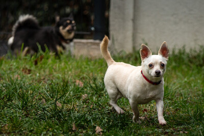 Füro und Dobby Chi, Chihuahua - Rüde