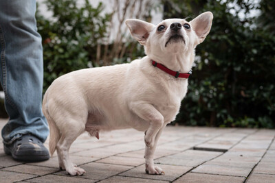 Füro und Dobby Chi, Chihuahua - Rüde