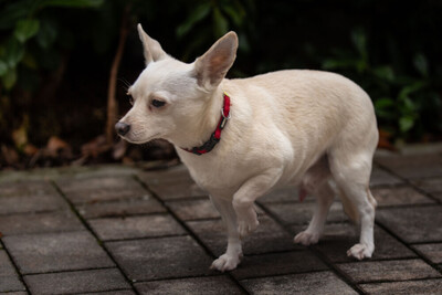 Füro und Dobby Chi, Chihuahua - Rüde