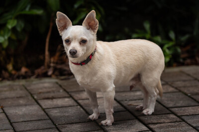 Füro und Dobby Chi, Chihuahua - Rüde