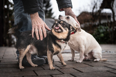 Füro und Dobby Chi, Chihuahua - Rüde