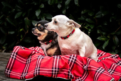 Füro und Dobby Chi, Chihuahua - Rüde