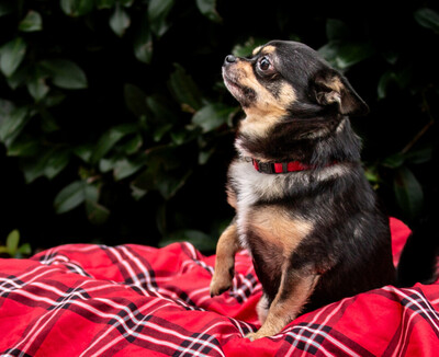 Füro und Dobby Chi, Chihuahua - Rüde